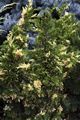 Juniperus chinensis Kaizuka Variegata IMG_6460 Jałowiec chiński